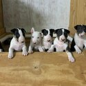 Bull Terrier puppies-0