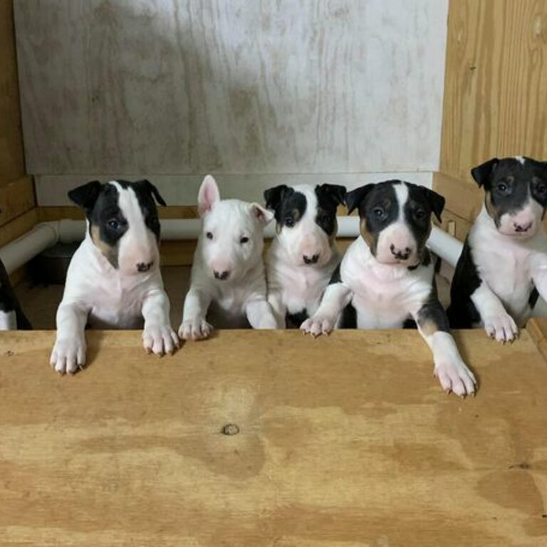 Bull Terrier puppies