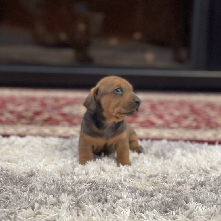 2 mini Dachshund puppies