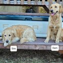 Golden Retriever Puppies -5