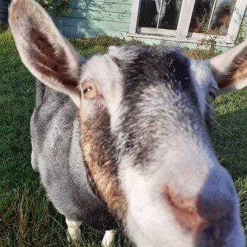 Family pet, lovely lady Polly seeks home