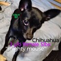 Female Chihuahuas for Rehoming-0