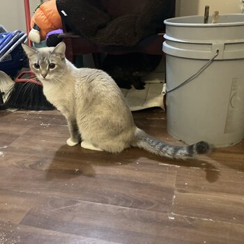 Snowshoe Lynx Point Siamese 