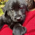 2 weeks purebred black labrador puppy (boy)-4