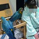 Macaws handreared-2