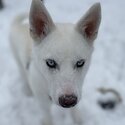 Nanuq the white Husky-2