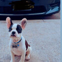 French Bulldog for sale-2