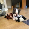 Adorable Boston terrier for rehoming -1