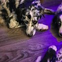 5 Australian shepherds Looking for there forever homes-1