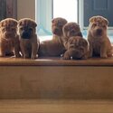 Shar Pei Puppies Purebred-3