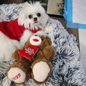 Teacup maltese 