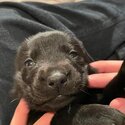 Puppies!!! Black-Lab German-Shepherd Golden-Retriever Mix (REGINA SK) -3