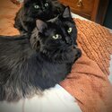 Bonded pair Onyx and Opal-4