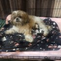 Shitzu x Lhasa apso -2