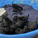 American Labrador Retriever Puppies For Sale -0