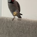 Grey Indian Ringneck Male for sale-4