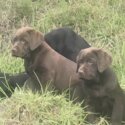 Purebred Labrador Puppies-1