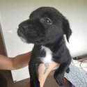 Cross breed puppies for sale 3x avaliable 2 male 1 female 8 weeks old -1