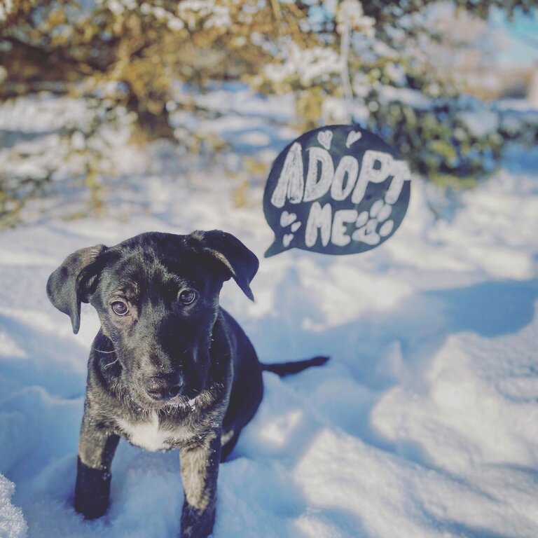 Two puppies looking for their Furever homes!