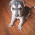 Bluenose/Huskey mix-2