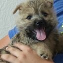 Cairn Terrier Puppies With amazing Pedigree-0