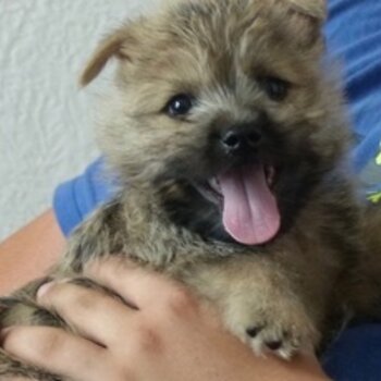 Cairn Terrier Puppies With amazing Pedigree