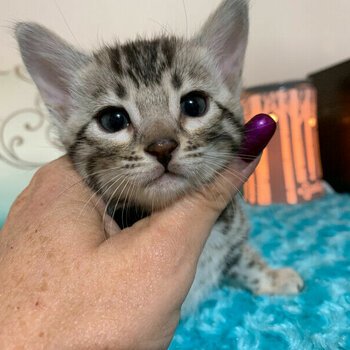 Adorable and friendly Bengal kittens available 