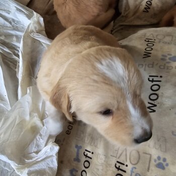 Golden retriever puppies