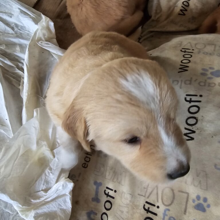 Golden retriever puppies