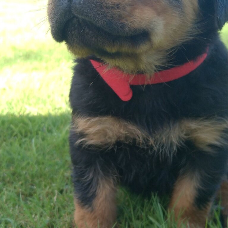 Rottweiler puppies