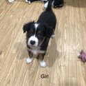 Border collie puppies -5