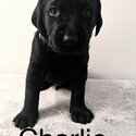 Beautiful Black Lab Puppies-0