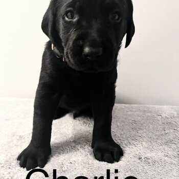 Beautiful Black Lab Puppies