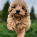 Beautiful Havanese &amp; King Charles Puppies -3