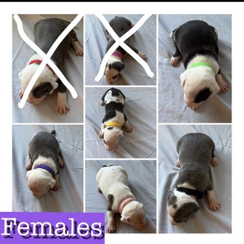 American Pitbull Terrier puppies