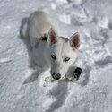 Nanuq the white Husky-1