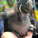 Very beautiful baby Hyacinth macaws  for sale to good homes-2