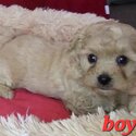 CAVOODLE PUPPIES-1