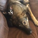 ONTARIO LOCATED GERMAN SHEPHERD TO GOOD HOME -1