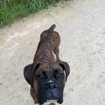 Brindle Boxer