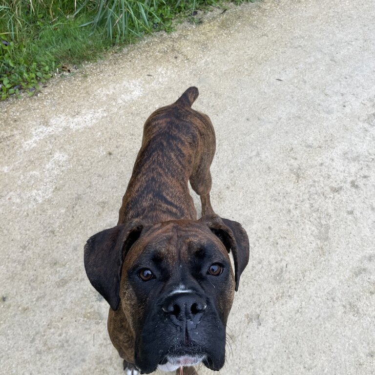 Brindle Boxer