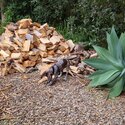 Beautiful German Short-haired Pointer puppy for sale -2