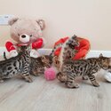 Adorable and friendly Bengal kittens available -1