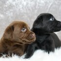 4 months purebred black ,cream white and grey labrador puppies-1