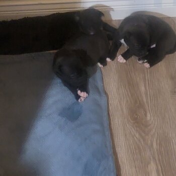 Pitbull & Ridgeback mix puppies