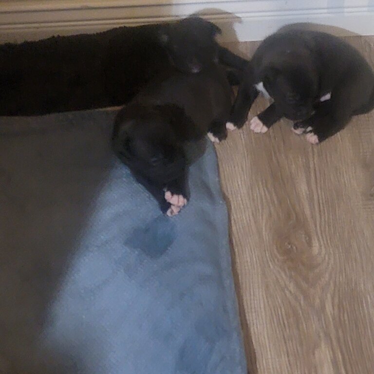 Pitbull &amp; Ridgeback mix puppies