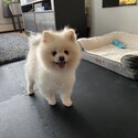 Friendly fluffy white pomeranian male!-3