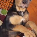 11 month old rottweiler/ Louisiana Catahoula female pup-1