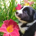 Purebred Border Collie Puppies Ready for adoption August 16-4