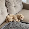 Toronto- Bichon Frise x Toy Poodle (Bichpoo) Trained Puppy Available-1